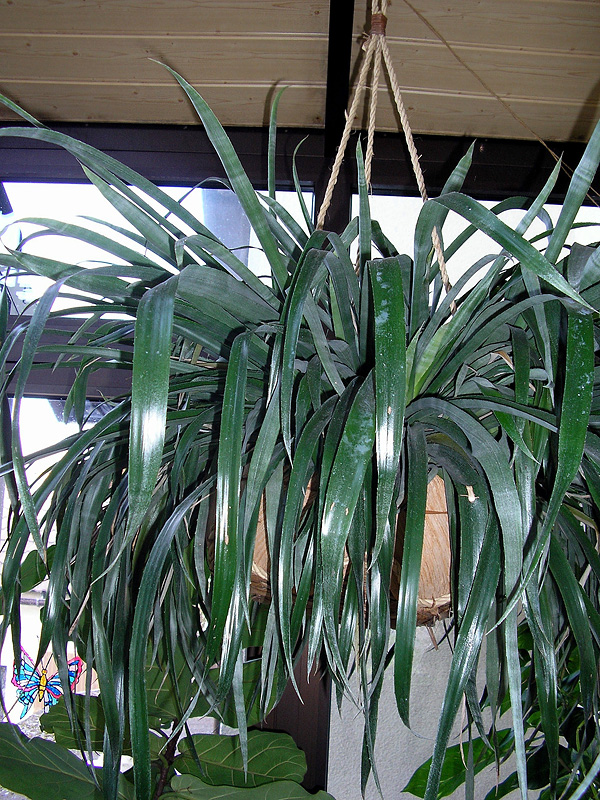 Billbergia nutans Billbergia nutans