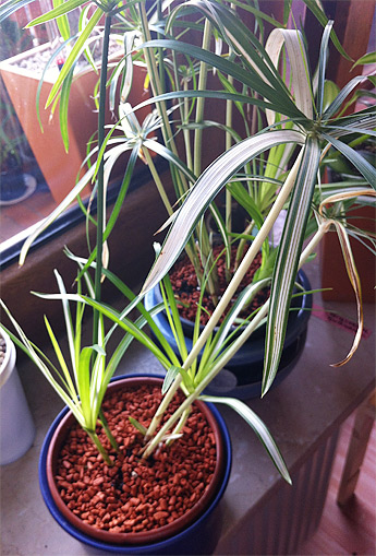 Cyperus alternifolius 'Variegata'