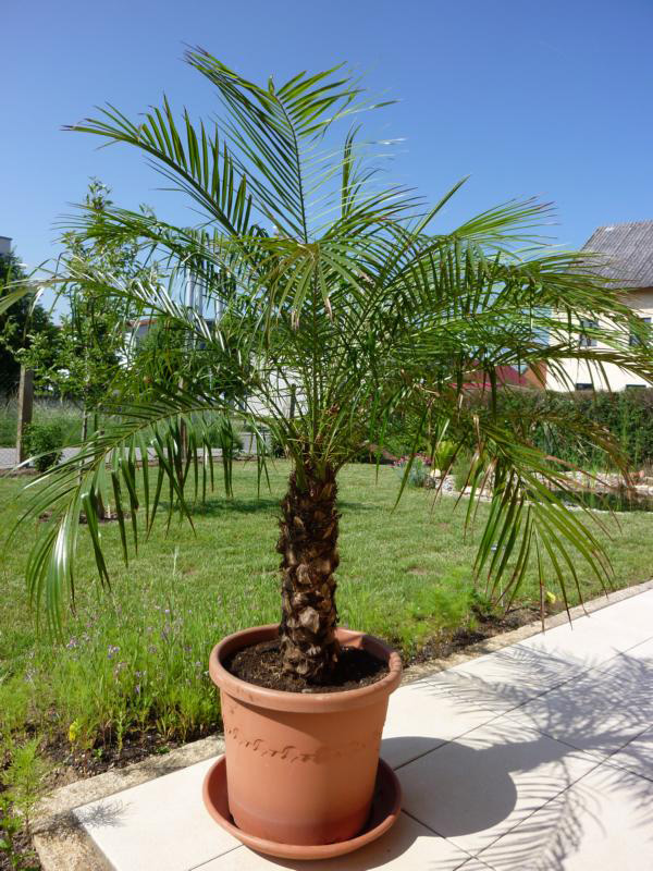 Phoenix canariensis Phoenix canariensis
