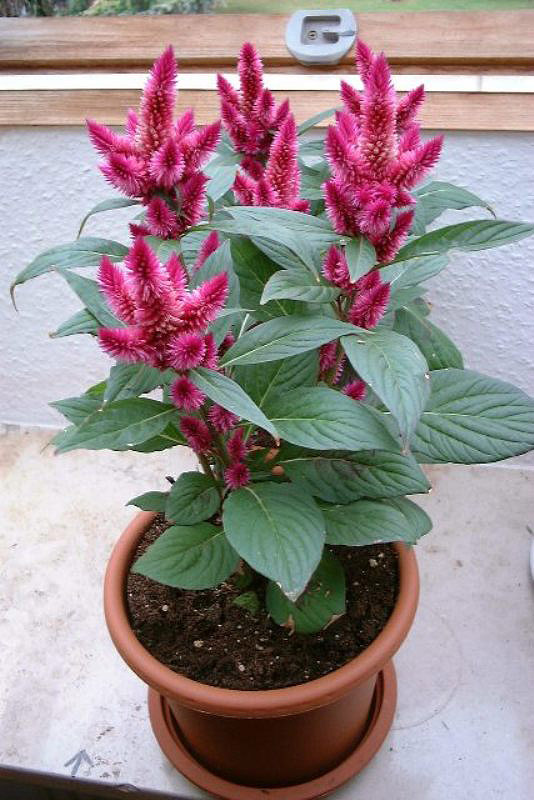 Celosia argentea var. plumosa