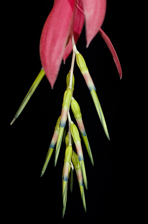 Billbergia nutans