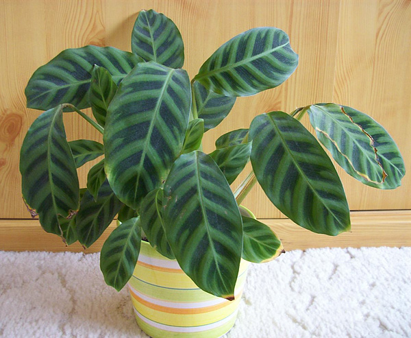 Calathea zebrina