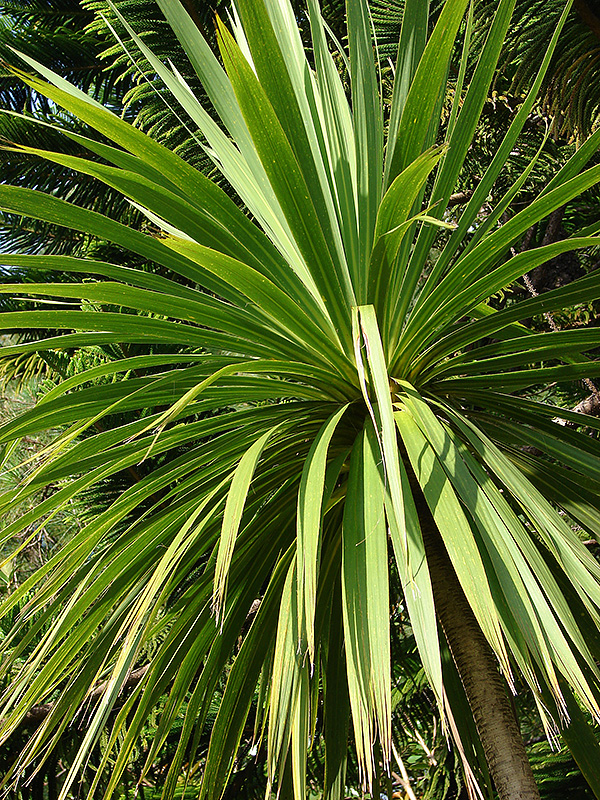 Cordyline australis