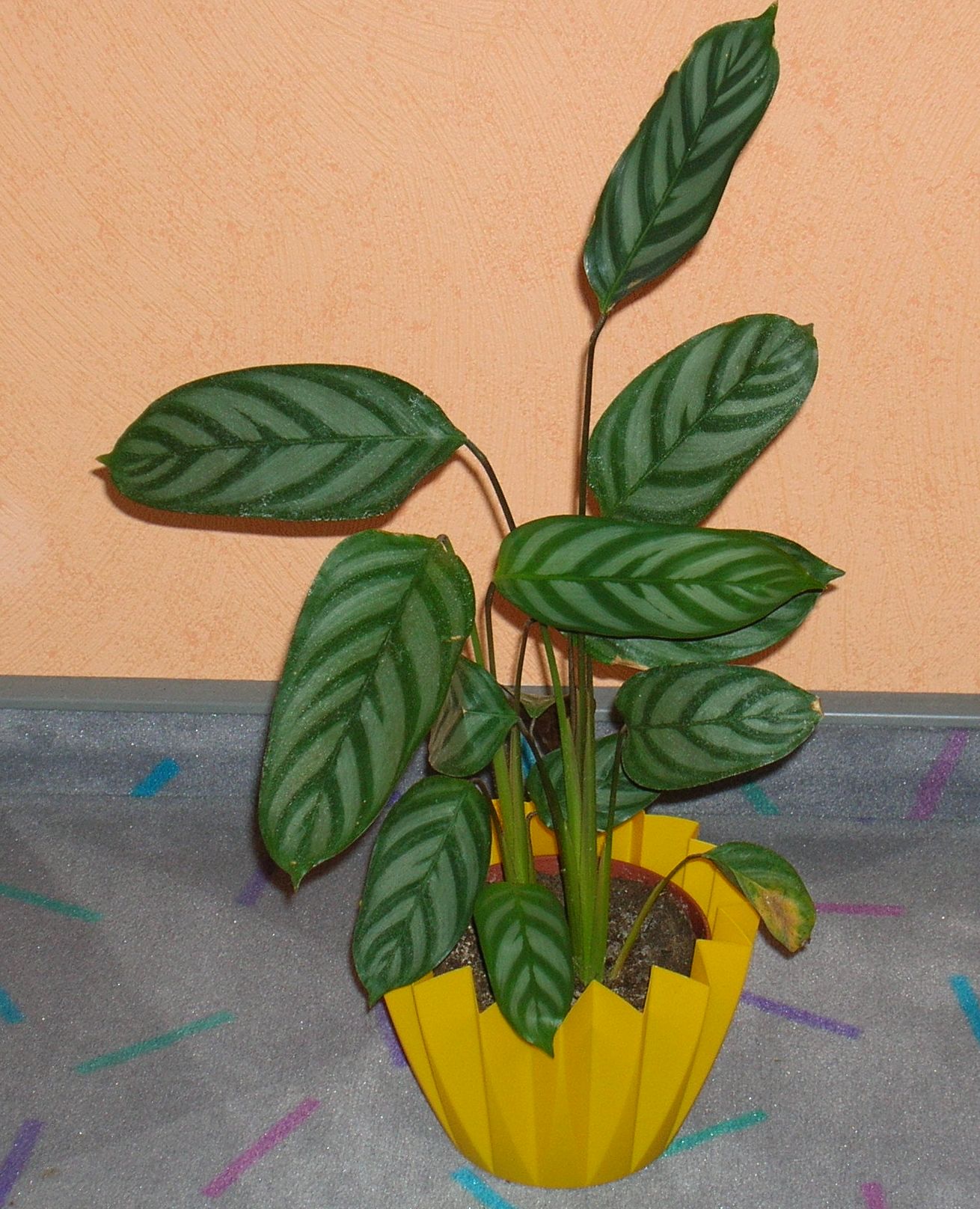 Ctenanthe oppenheimiana Ctenanthe oppenheimiana