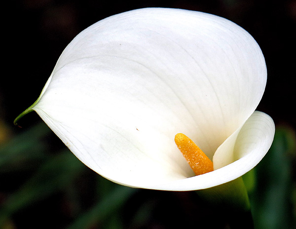 Zantedeschia aethiopica Zantedeschia aethiopica