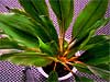 Chlorophytum orchidastrum 'Green Orange'