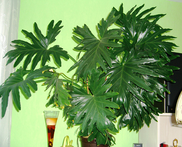 Philodendron selloum