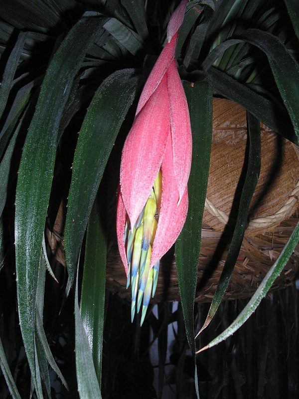 Billbergia nutans