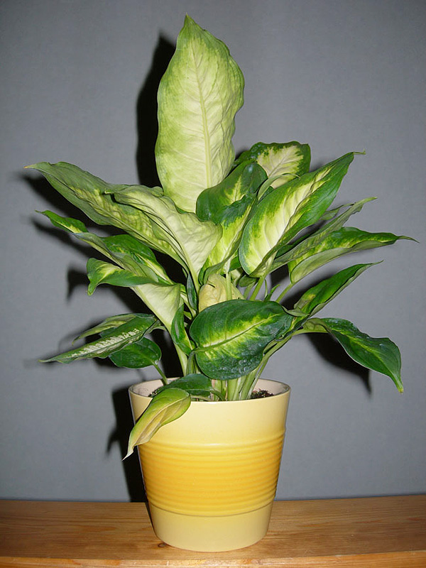 Dieffenbachia seguine var. seguine 'Camille' Dieffenbachia seguine var. seguine 'Camille'