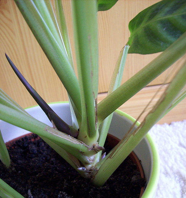 Calathea zebrina