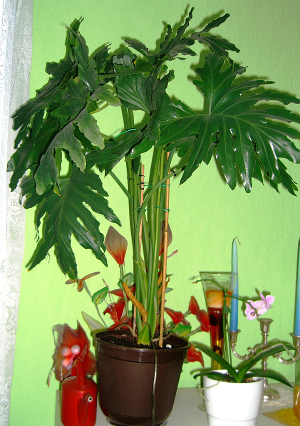 Philodendron selloum