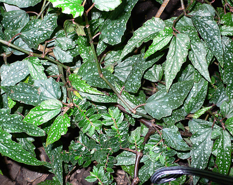 Begonia albopicta