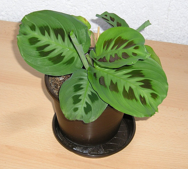 Maranta leuconeura 'Kerchoveana' Maranta leuconeura 'Kerchoveana'
