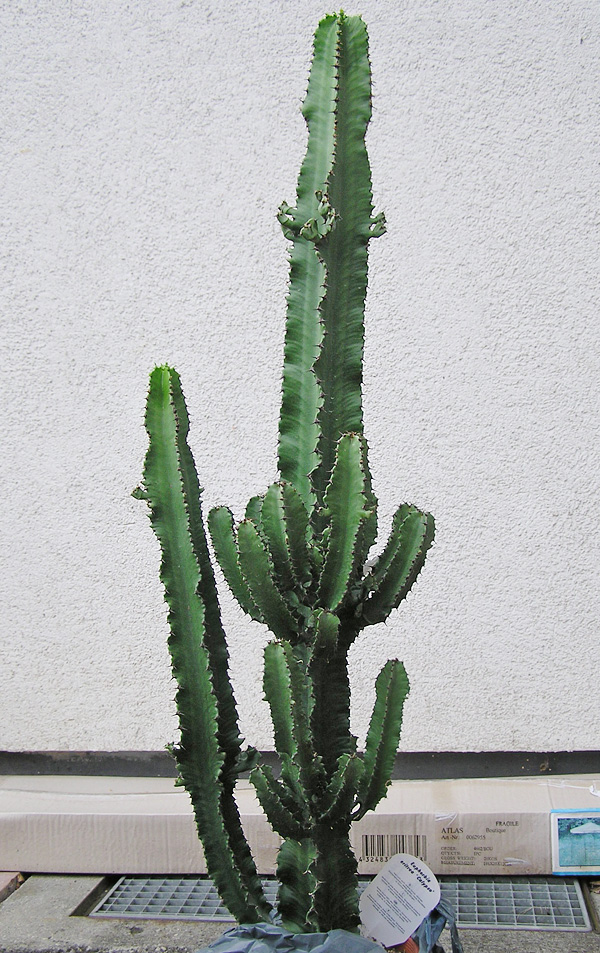 Euphorbia erythraeae Euphorbia erythraeae
