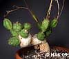 Euphorbia  globosa