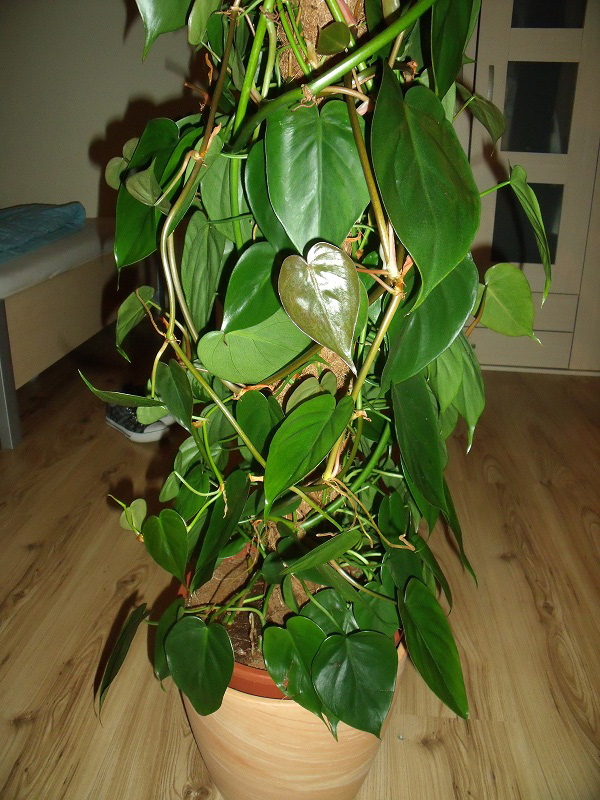 Philodendron scandens