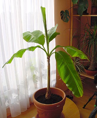 Musa acuminata