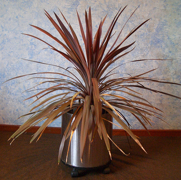 Cordyline australis