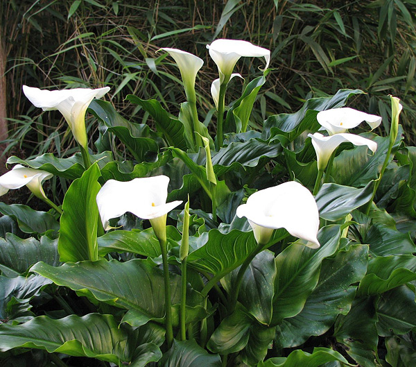 Zantedeschia aethiopica Zantedeschia aethiopica