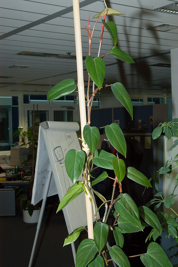 Philodendron erubescens Philodendron erubescens