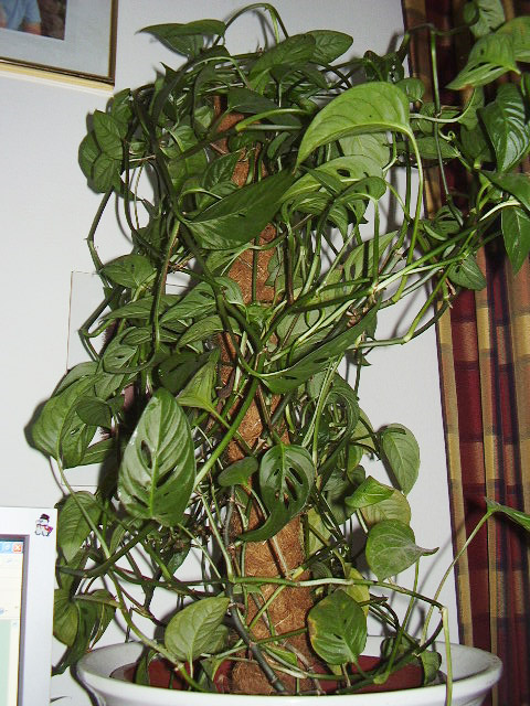 Monstera acuminata