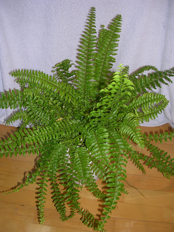 Nephrolepis exaltata