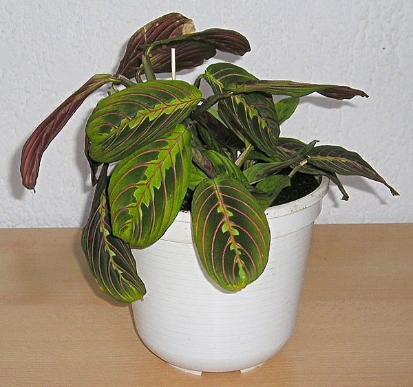 Maranta leuconeura 'Fascinator'