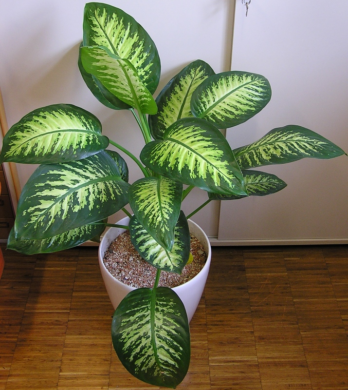 Dieffenbachia amoena 'Tropic Snow' Dieffenbachia amoena 'Tropic Snow'