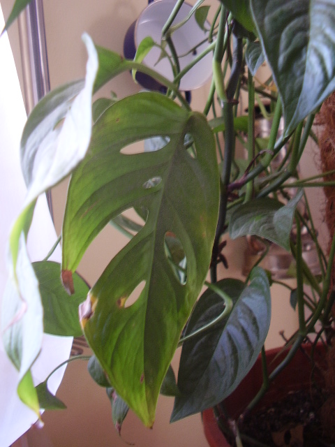 Monstera acuminata