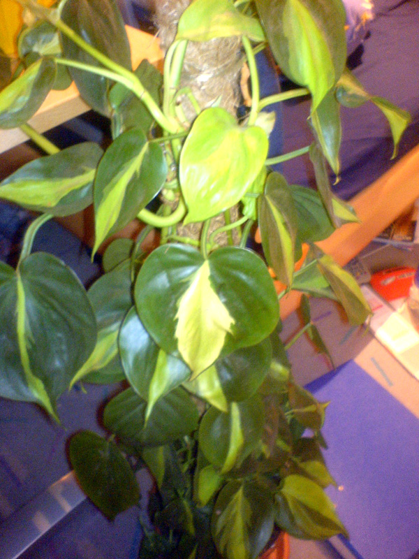 Philodendron scandens `Brasil`