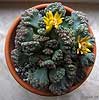 Titanopsis calcaea