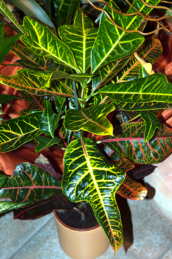 Codiaeum variegatum