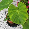 Colocasia esculenta