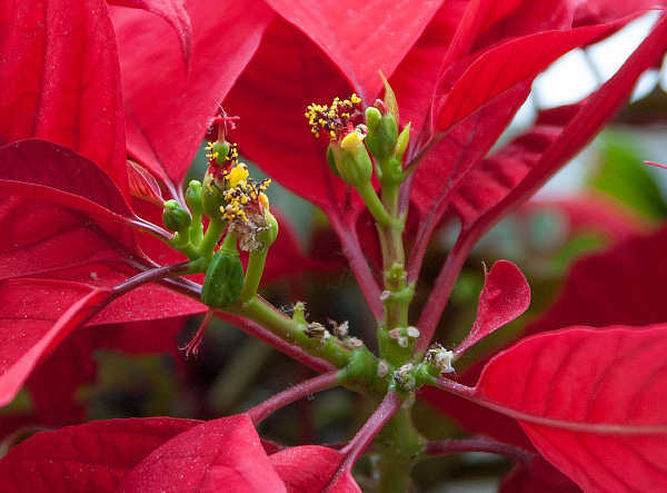 Die winzigen Blüten der Euphorbia pulcherrima