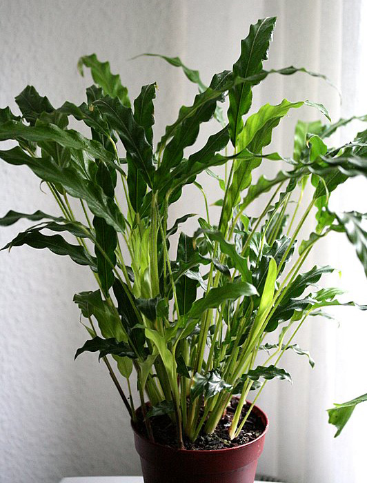 Calathea rufibarba 'Elger Grass'