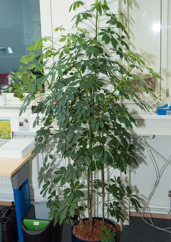 Schefflera arboricola