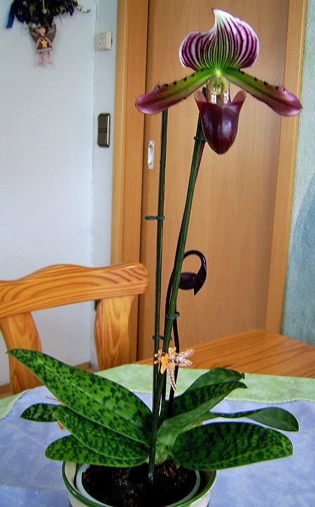 Paphiopedilum Callosum 'Jack' Paphiopedilum Callosum 'Jack'