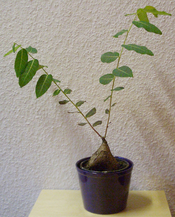 Phyllanthus mirabilis