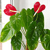 Anthurium × andreanum