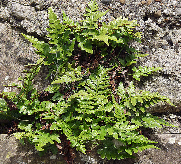 Asplenium marinum