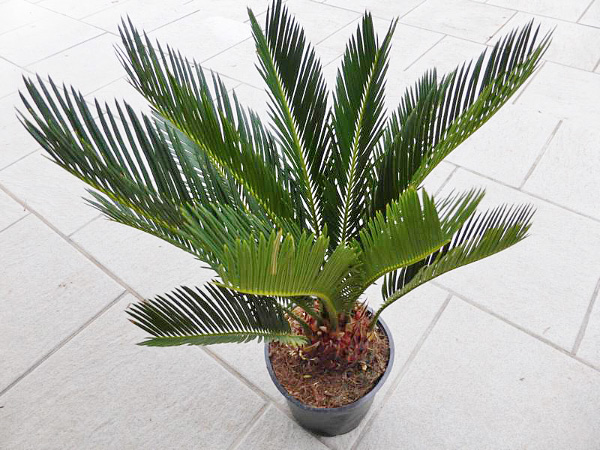 Cycas revoluta