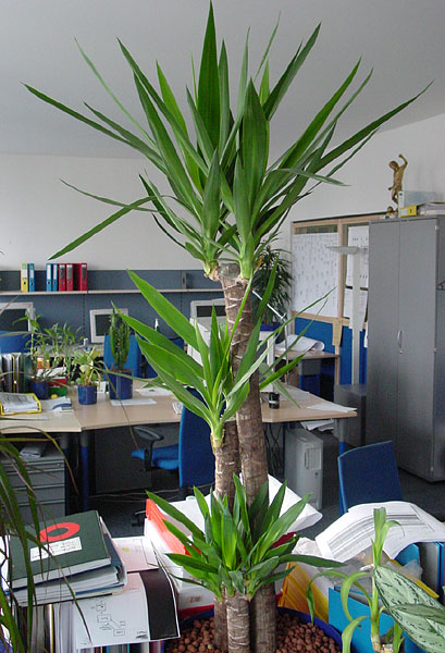 Yucca elephantipes