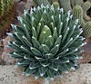 Agave victoriae-reginae