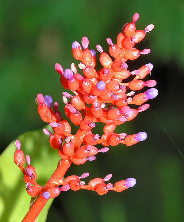 Aechmea fulgens 'discolor'