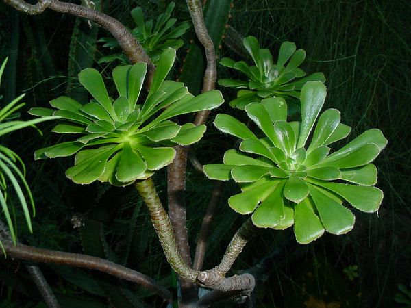 Aeonium holochrysum