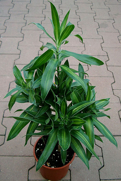 Dracaena reflexa 'Song of Jamaica'