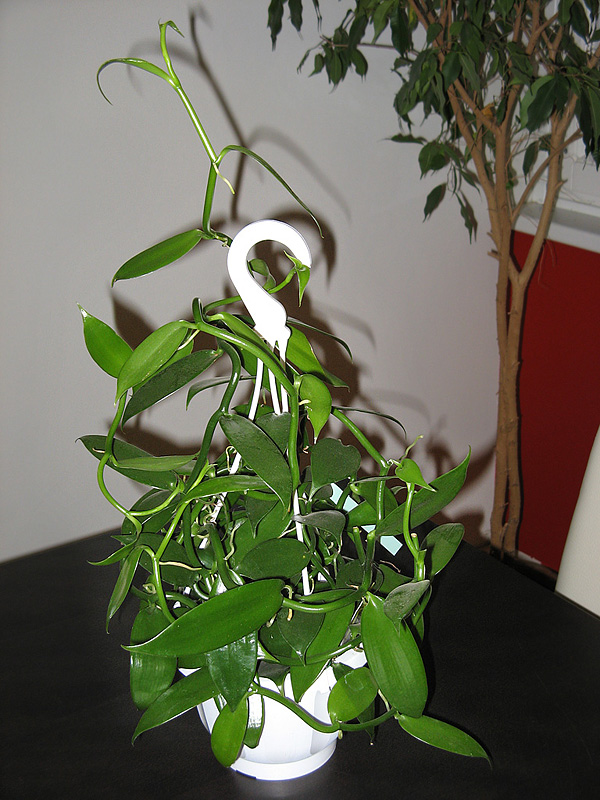 Vanilla planifolia Vanilla planifolia