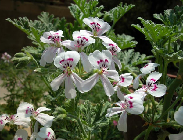Pelargonium × blandfordianum