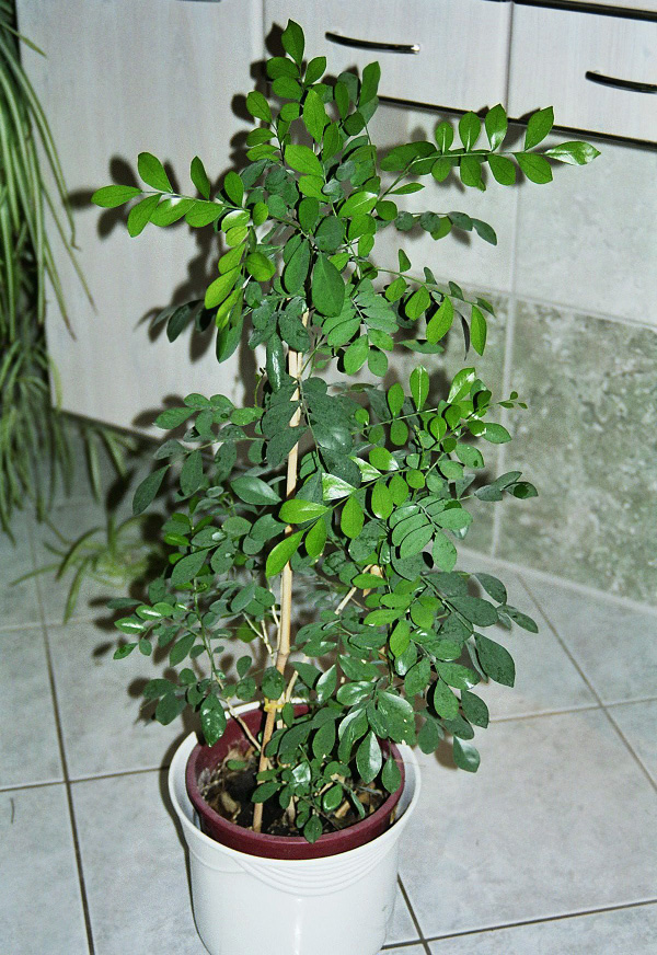 Murraya paniculata Murraya paniculata
