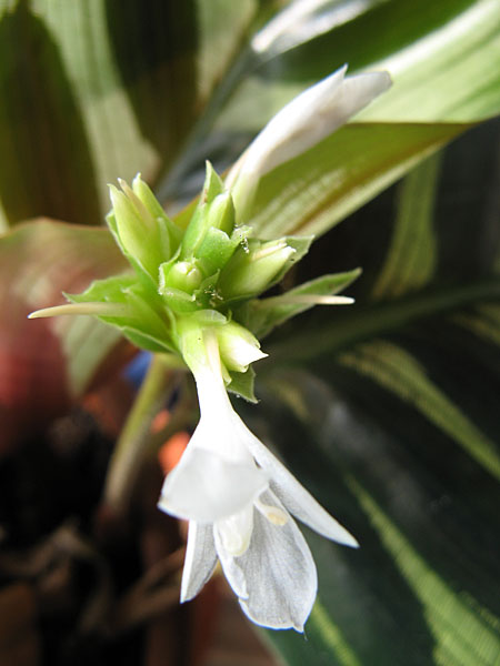 Die Blüte der Calathea makoyana Die Blüte der Calathea makoyana
